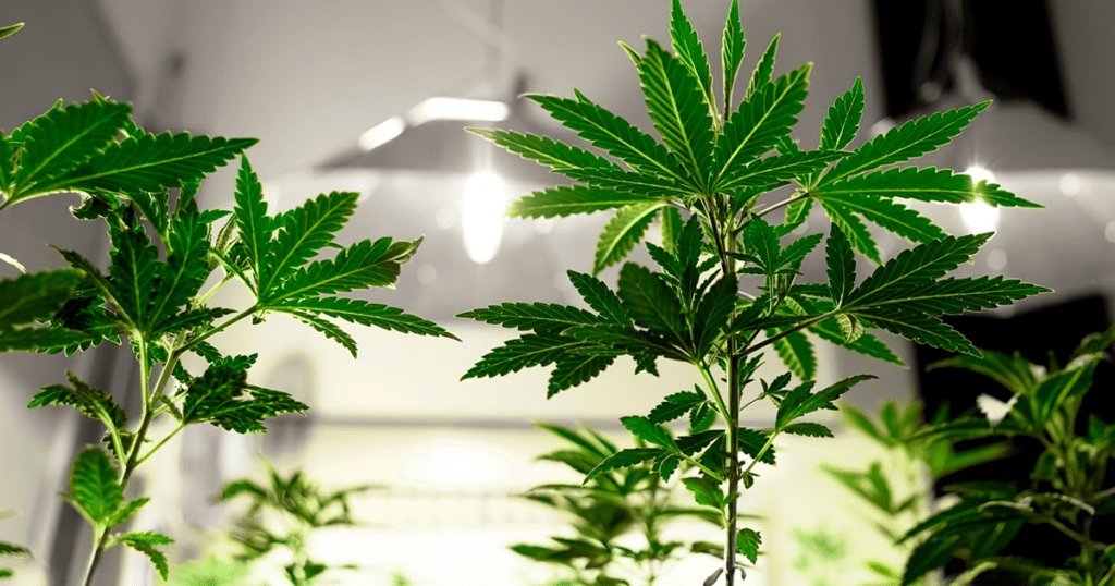 cannabis plants Daydream