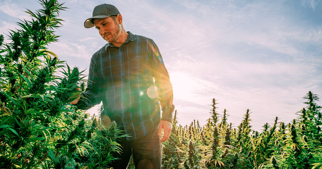 Adapt Survive California’s cannabis industry,