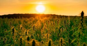 extreme heat latest challenge california cannabis