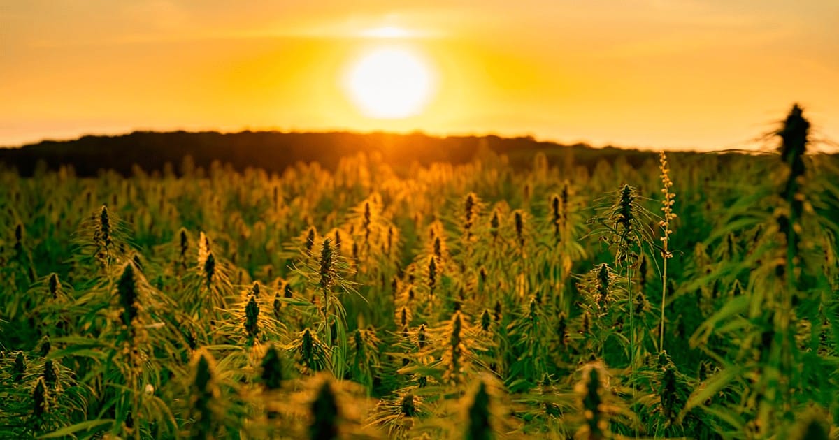 extreme heat latest challenge california cannabis