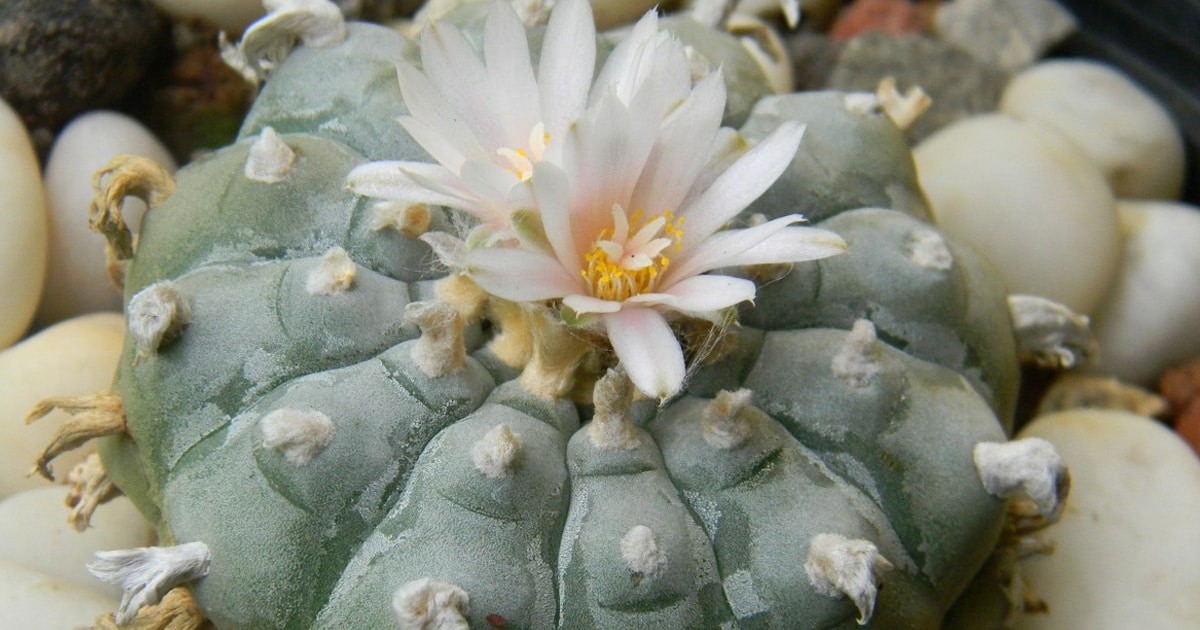 native americans congress help protect peyote