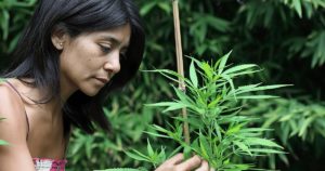 indigenous sannabis industry association formally launches