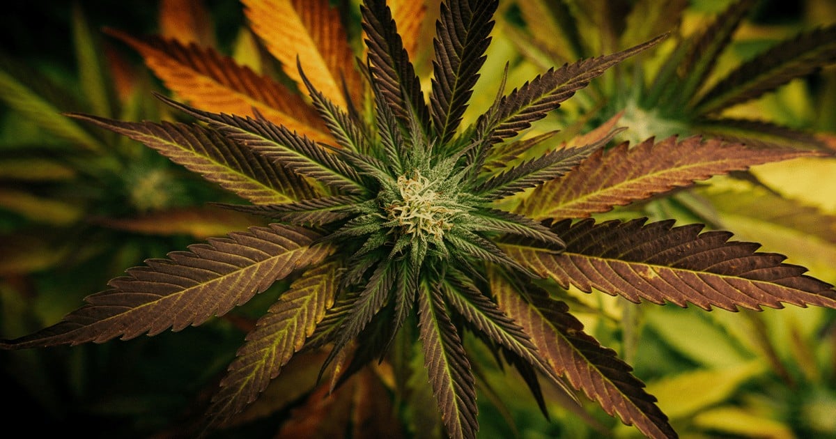 medical marijuana protections amendments ndaa