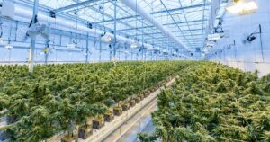 nevada cannabis taxes contribute education budget