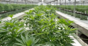 tax increase cannabis producers canada