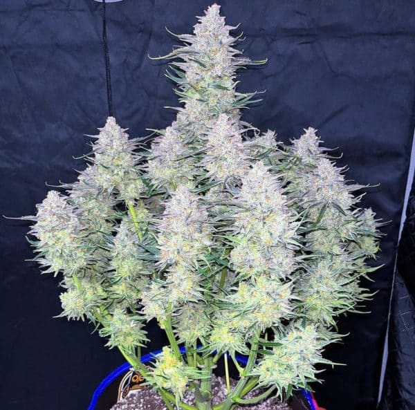 The American AutoFlower Cup Adds Some New Flavor to Cannabis Competitions BEARD BROS PHARMS