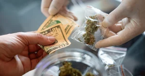 illicit market Average Price of Cannabis Continues to Fall