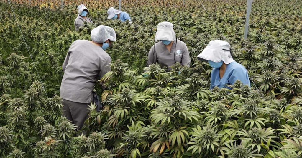 Cannabis In Colombia