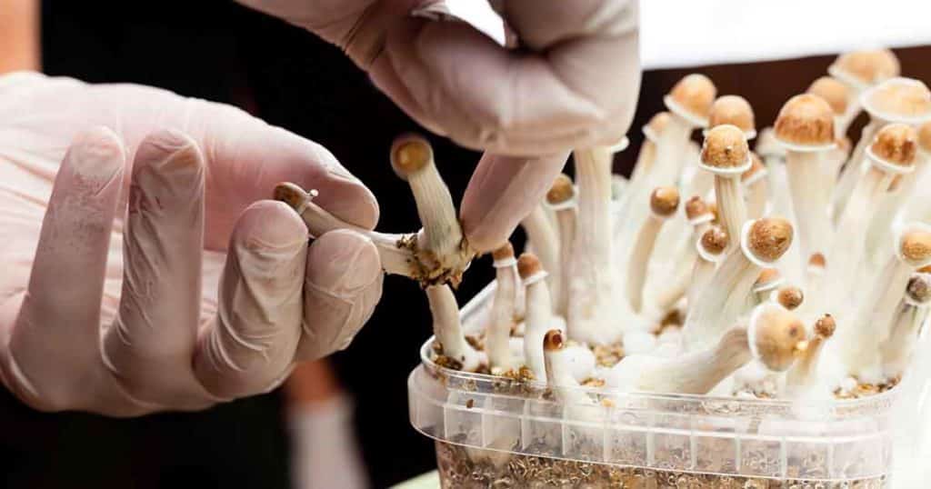 The Push For Legalization Of Psilocybin: Exploring Its Therapeutic And Societal Impacts