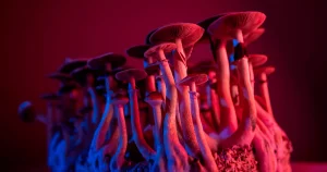Indigenous Communities Left Out of the Rise of Modern Psychedelics