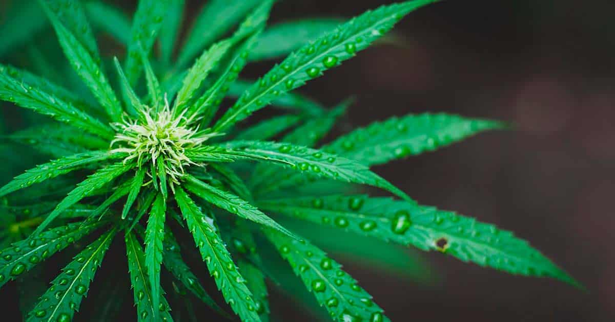 Pineapple Express Storms Causing Problems for California Cannabis Operations