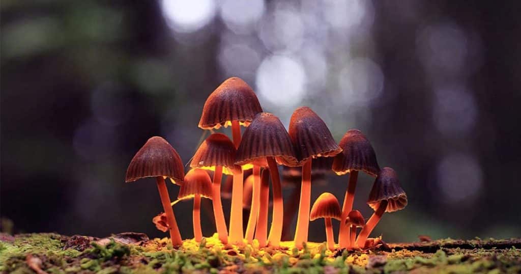 Petitioning For Psilocybin: Meet The Groups Pushing For Rescheduling