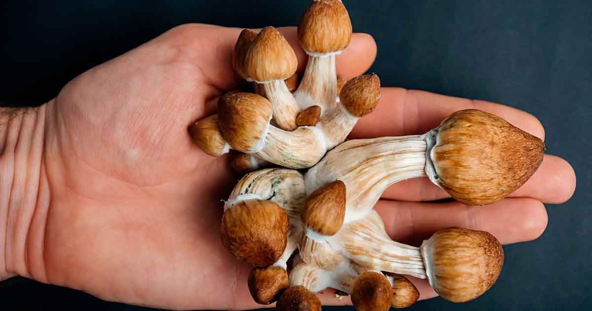 VA Continuing Forward Momentum on Psychedelics