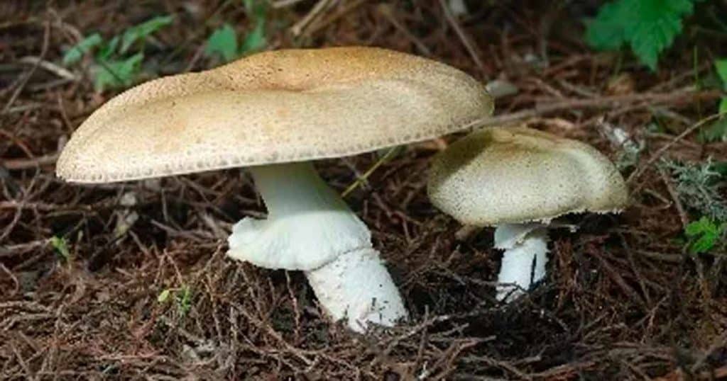 The Impact Of Documenting New Fungi Species
