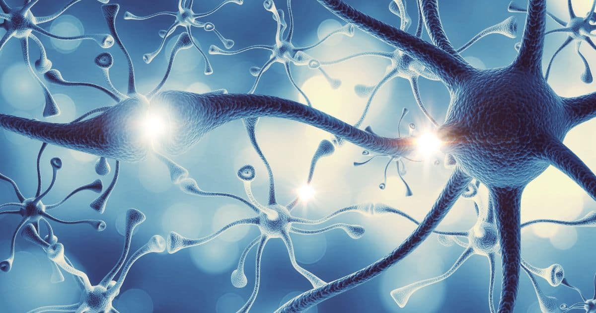 Endocannabinoid system