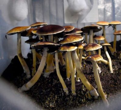 Rhode Island Introduces Bill To Decriminalize Psilocybin