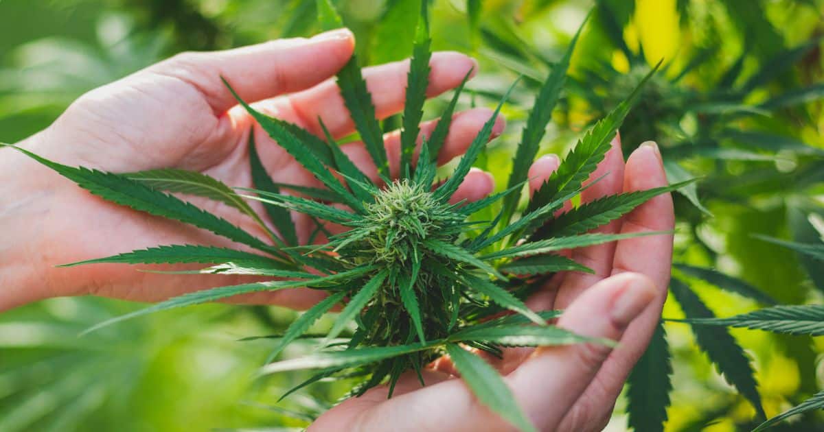 cannabinoids