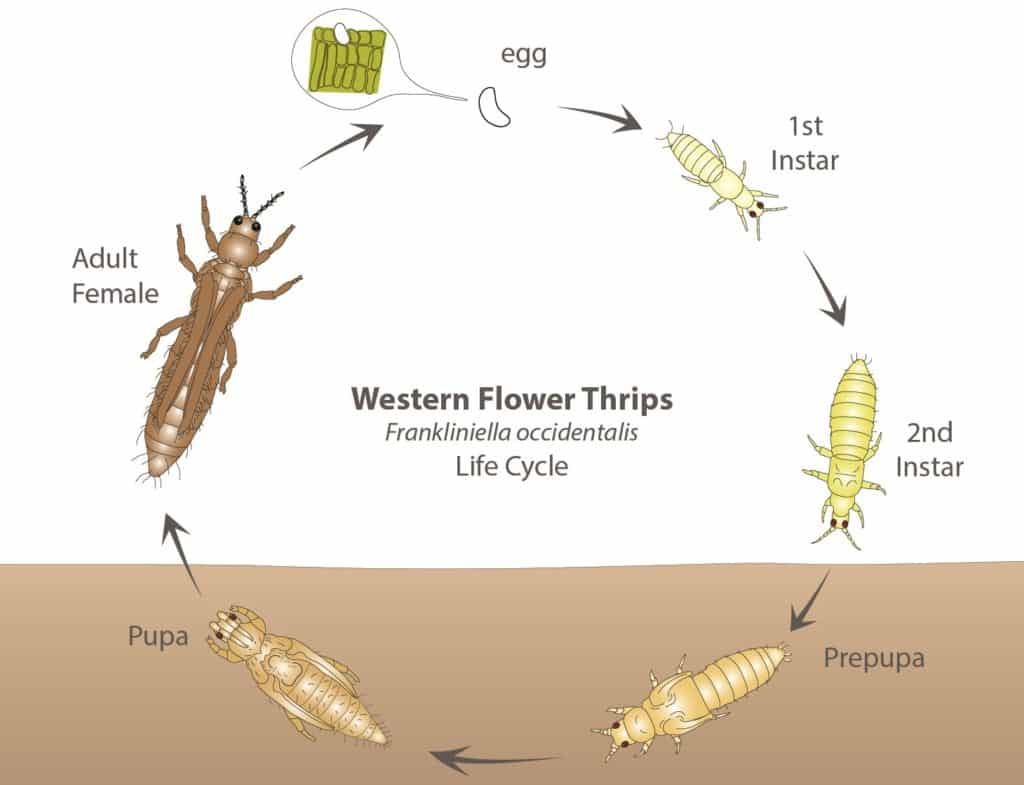Western Flower Thrips