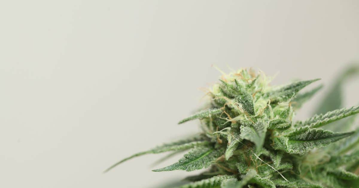 Trulieve Looks To Keep Stacking The Deck With AdultUse Push In Florida