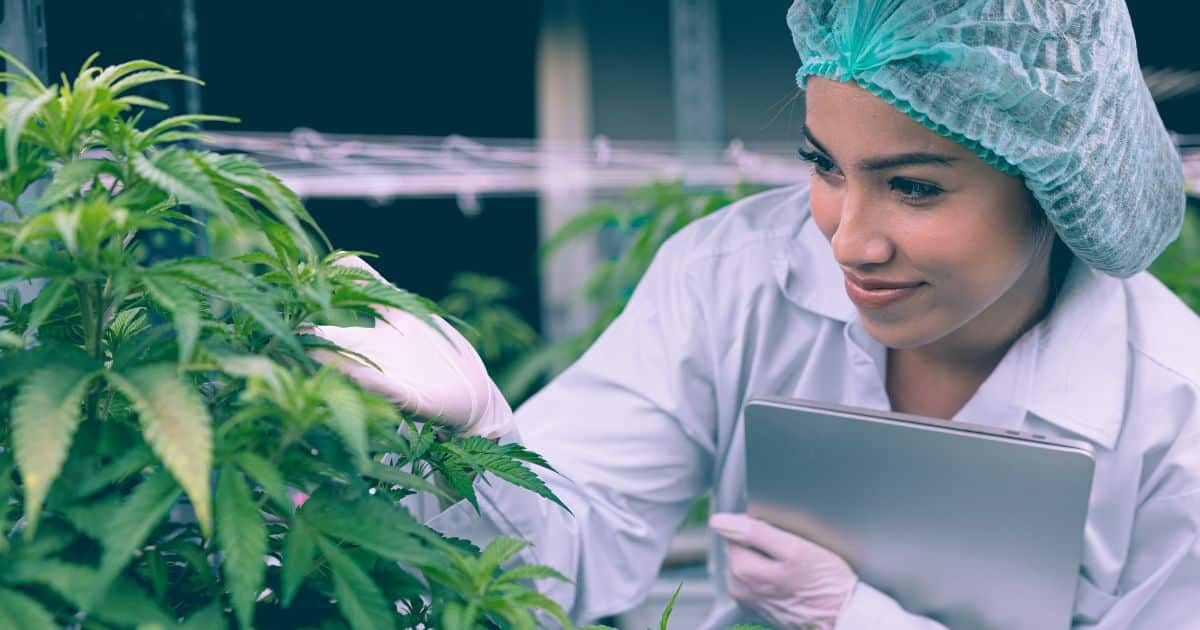 Higher Education: Missouri Colleges Expand Cannabis Career Offerings