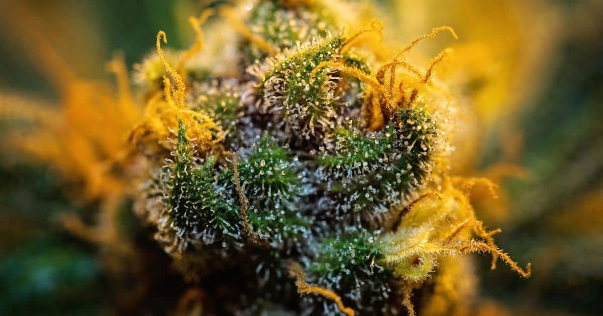 Cannabinoids, Terpenes, Flavonoids, And…Flavarants? - BEARD BROS PHARMS