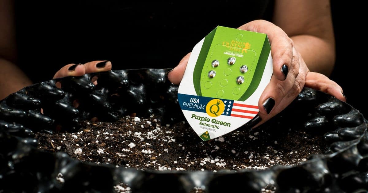 European Cannabis Genetics Brand Royal Queen Seeds Makes U.S. Retail Store Debut in New York