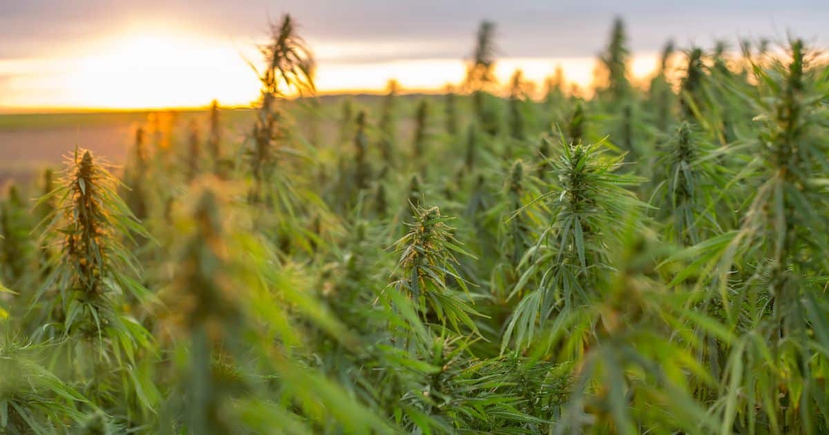California Bill Would Allow Hemp-Derived Products Into Adult-Use Market