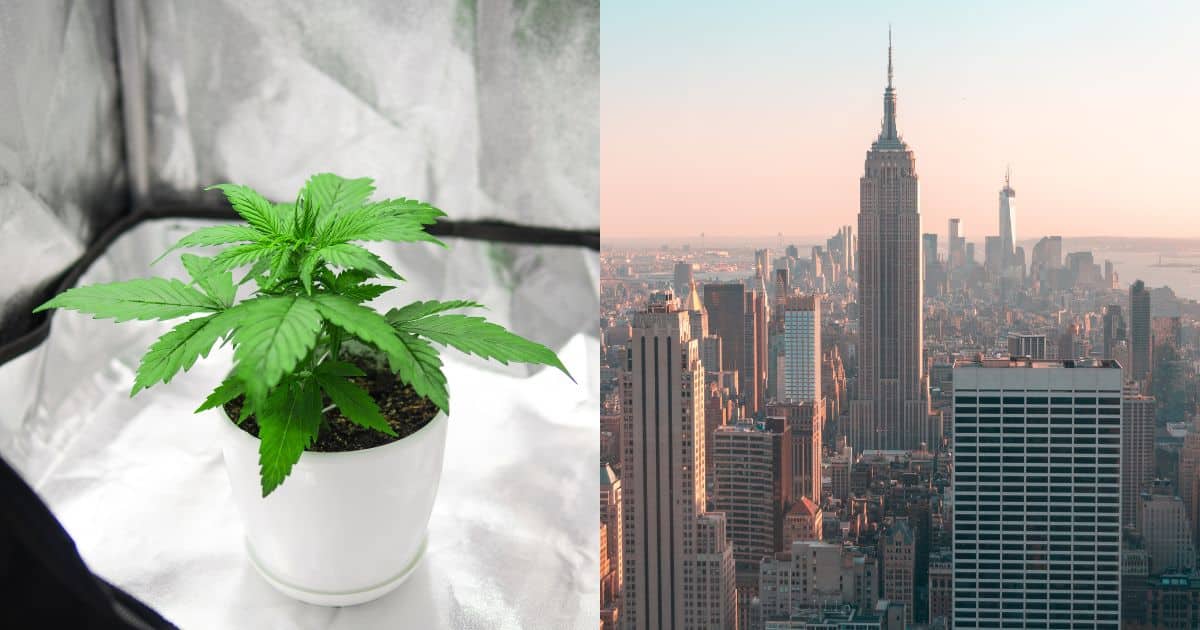 New York Looks To Follow Through On Marijuana Home Grow And Clone Sales