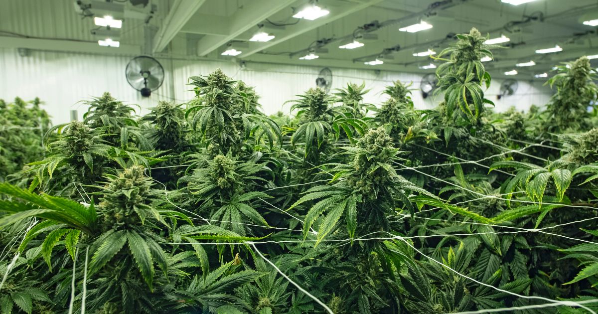 Native American Cannabis Industry: Tribal Sovereignty & Economic Opportunity