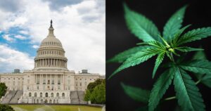 Federal Marijuana Prohibition, Marijuana