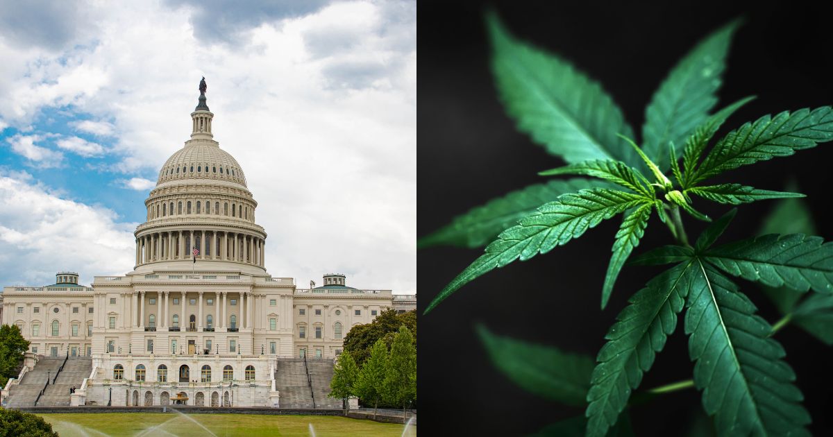 Federal Marijuana Prohibition, Marijuana