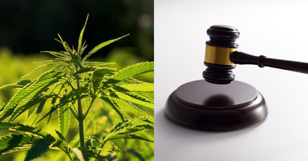 Hemp, Fiscal Year 2026 Agriculture Bill, Hemp Industry