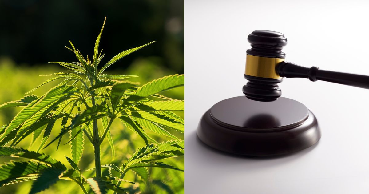 Hemp, Fiscal Year 2026 Agriculture Bill, Hemp Industry