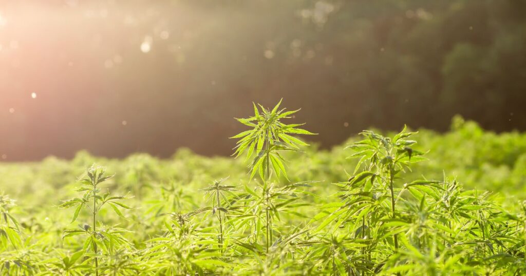 Hemp History Week, Hemp