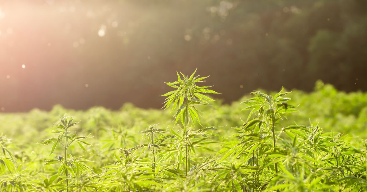 Hemp History Week, Hemp