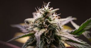cannabis genetics