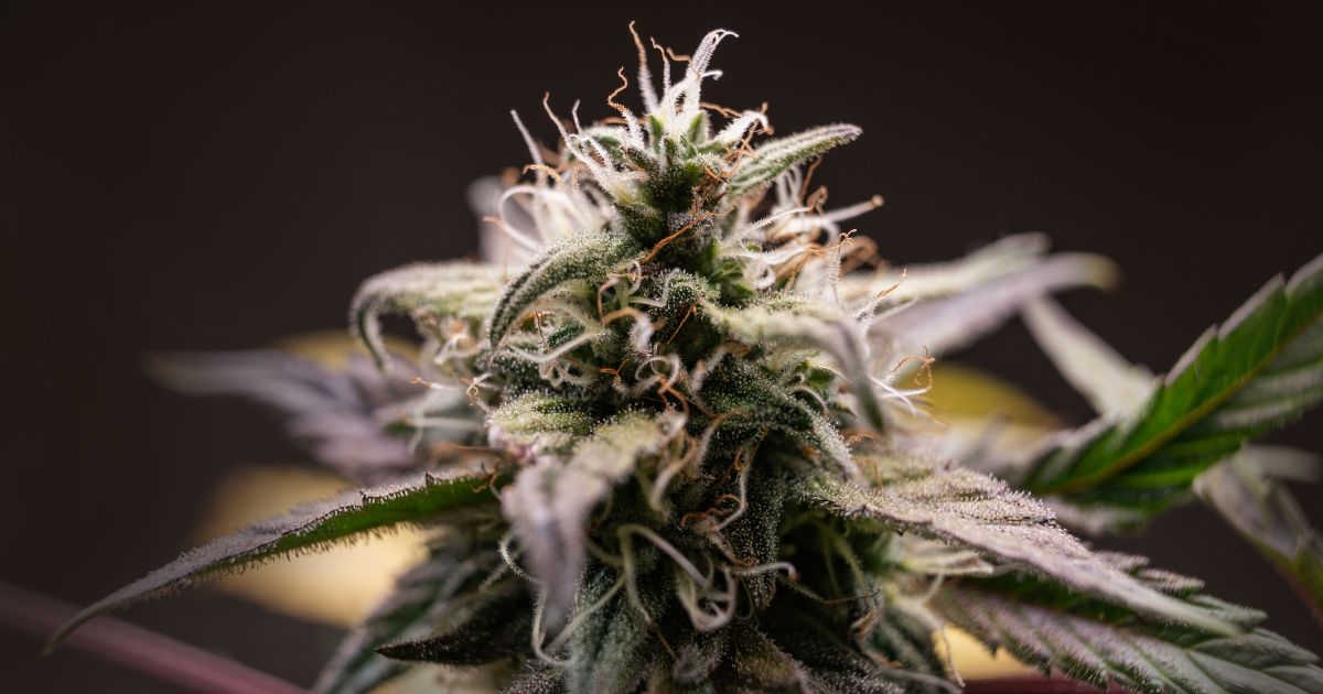 cannabis genetics