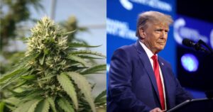 Cannabis Reform