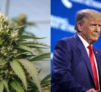 Cannabis Reform