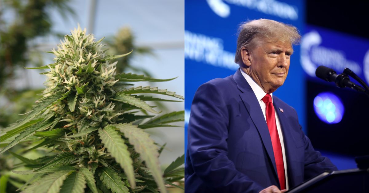 Cannabis Reform