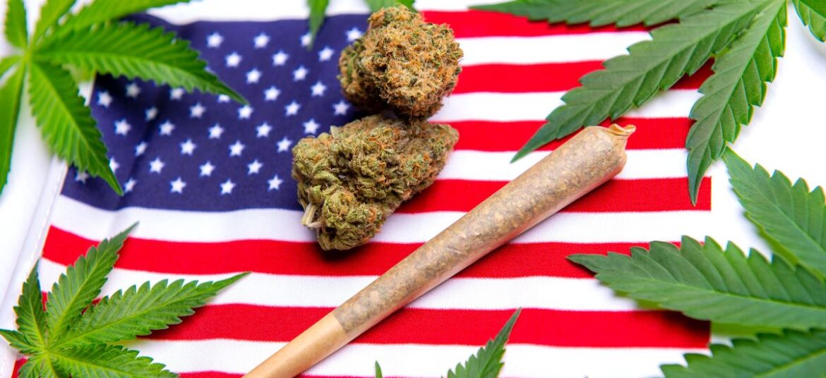 American cannabis