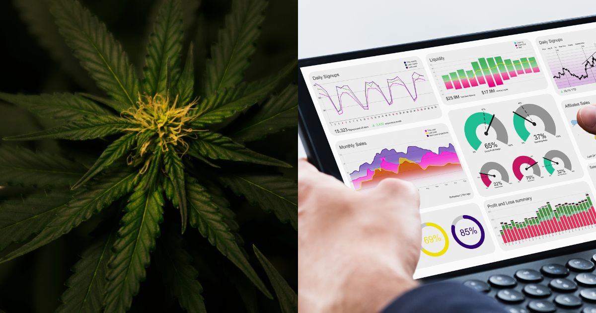 How data is the new currency in cannabis marketing