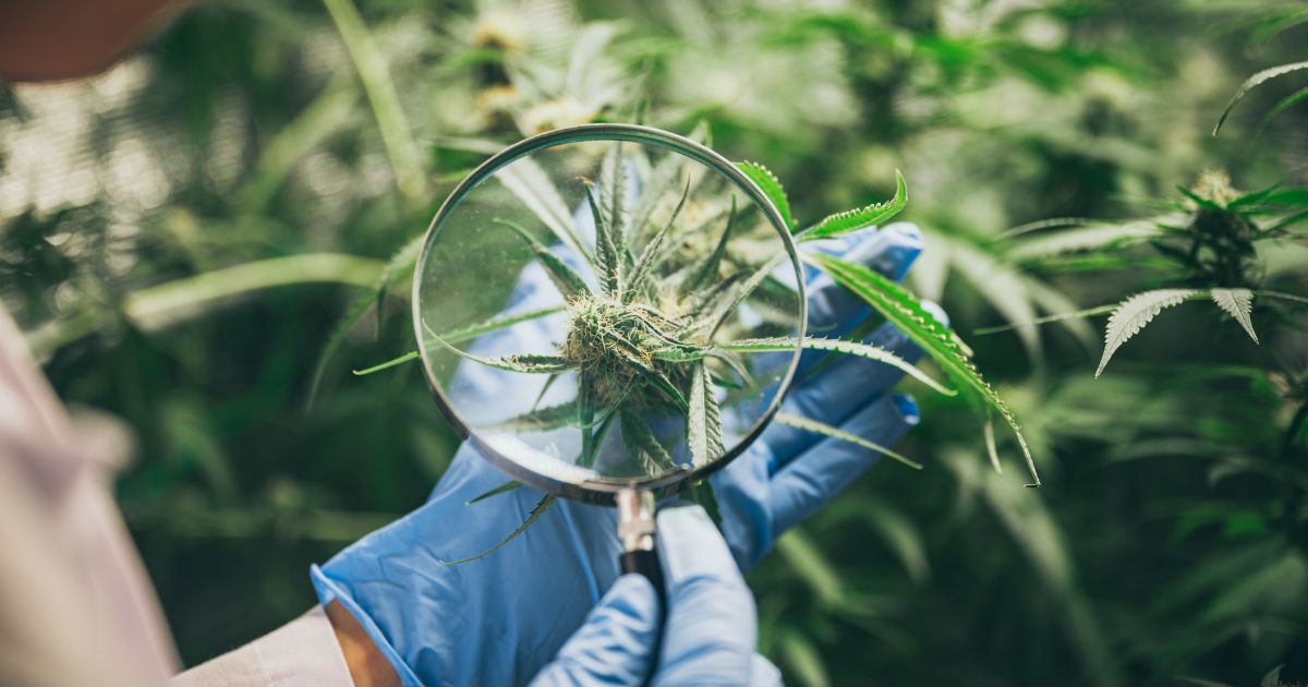 cannabis research