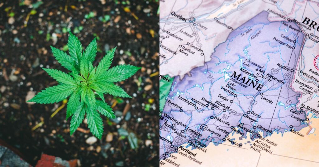 young cannabis plant growing in rich soil alongside a detailed map of Maine, highlighting cities and roads, symbolizing the Maine cannabis ballot initiative and its impact on legalization efforts