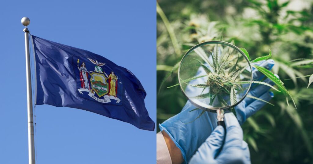 Omnium accused by new york cannabis regulators of ren-a-license scheme