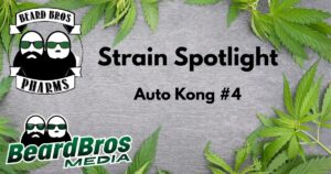 Promotional graphic featuring the Strain Spotlight for Auto Kong #4 by Beard Bros Pharms, with cannabis leaves framing the text and branded logos on a textured gray background
