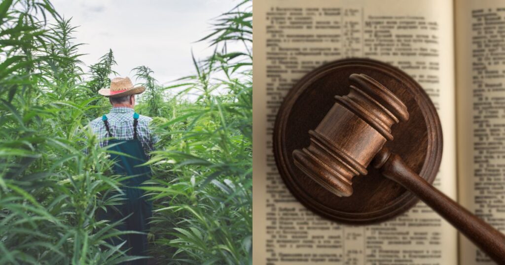 Juxtaposed image of a farmer walking through a dense hemp field and a wooden gavel resting on an open law book, symbolizing efforts to repeal the federal hemp ban