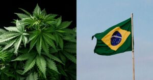 Composite image featuring a vibrant green cannabis plant on the left and the Brazilian flag waving against a clear blue sky on the right, symbolizing the Brazil Cannabis Fair and its focus on cannabis in the Brazilian context