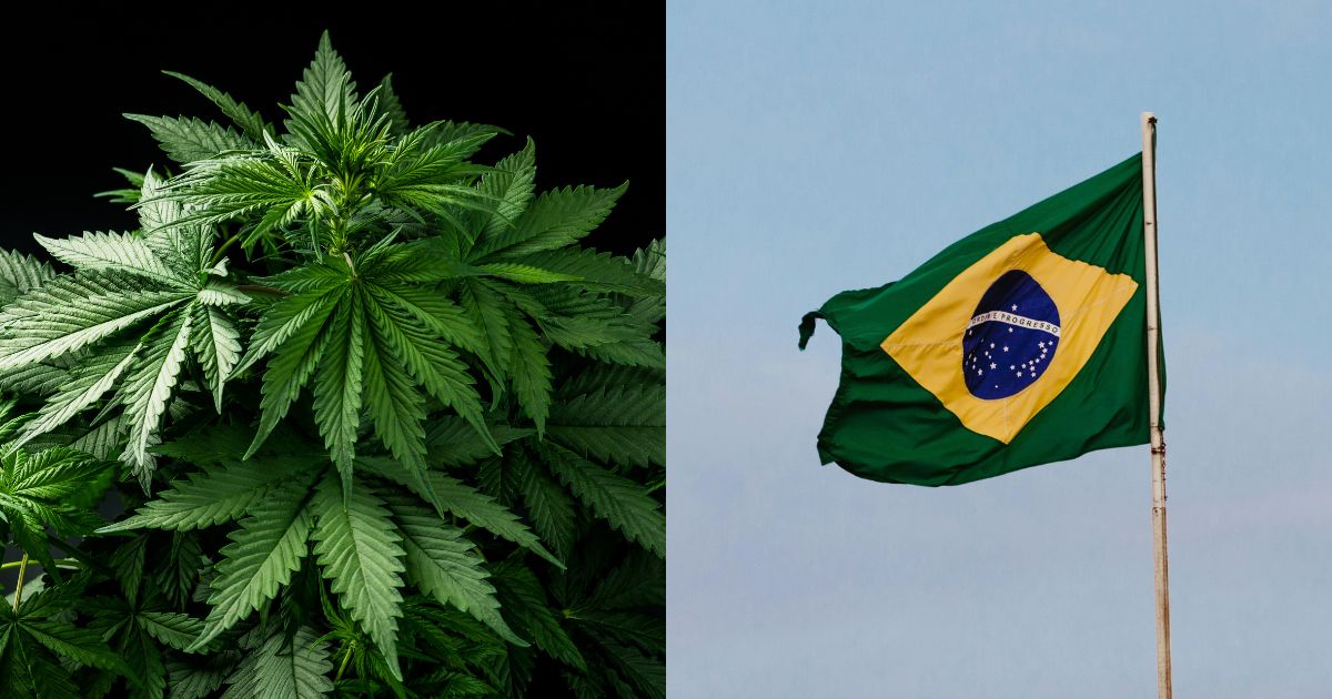Composite image featuring a vibrant green cannabis plant on the left and the Brazilian flag waving against a clear blue sky on the right, symbolizing the Brazil Cannabis Fair and its focus on cannabis in the Brazilian context