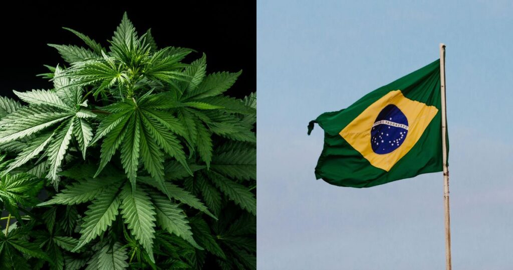 Composite image featuring a vibrant green cannabis plant on the left and the Brazilian flag waving against a clear blue sky on the right, symbolizing the Brazil Cannabis Fair and its focus on cannabis in the Brazilian context